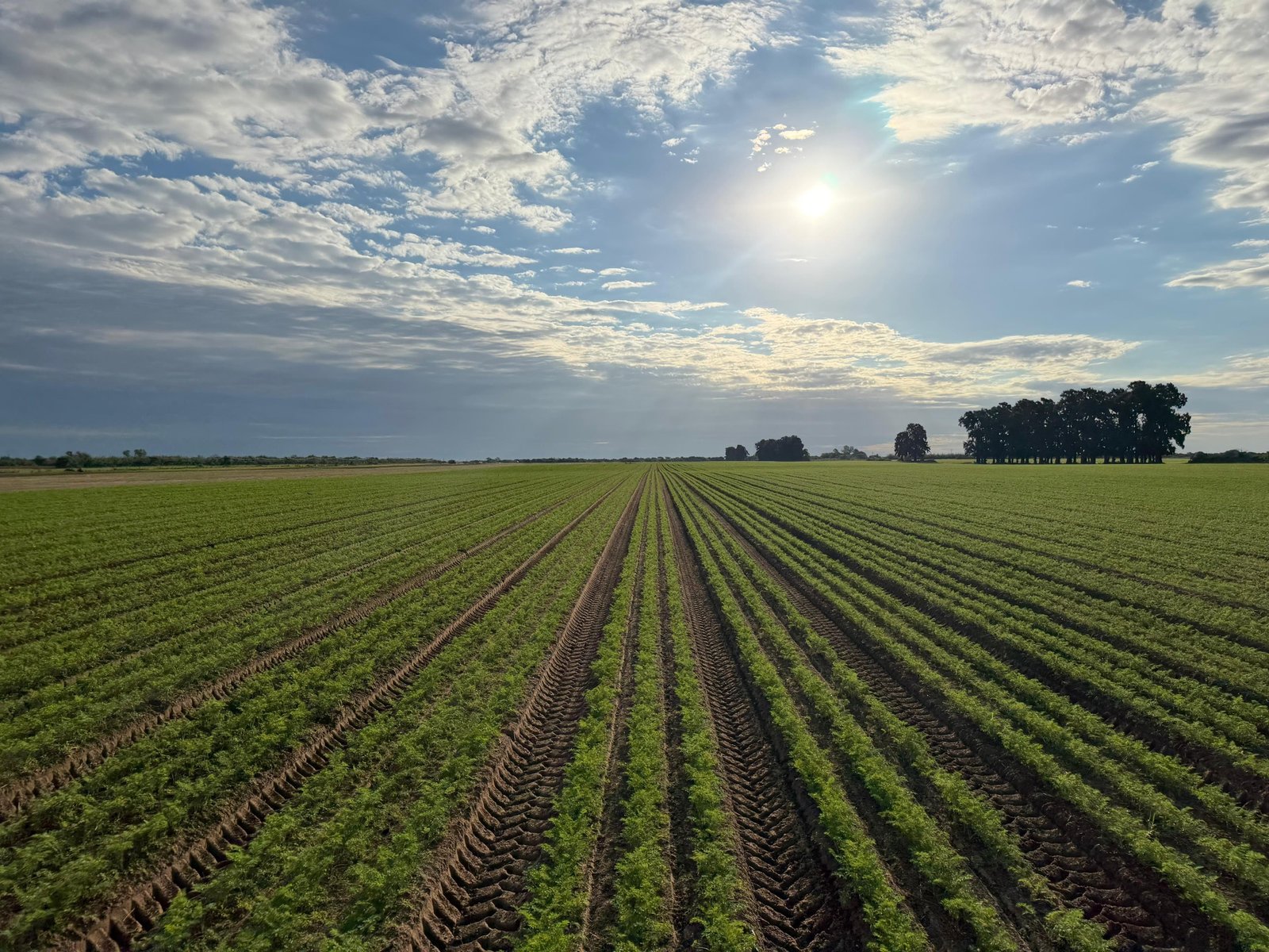 Hileras de cultivo de Finca Marrabon bajo el cielo de Santa Fe